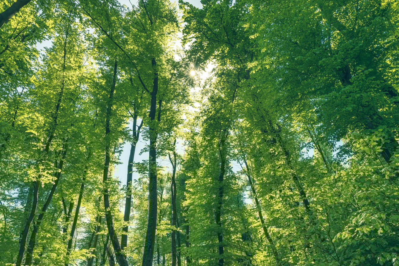 Green and healthy forest an important part of our ecosystem.